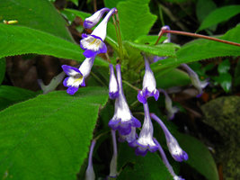 Codonoboea quinquevulnera, flower detail, Selangor, Malaysia