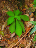 Codonoboea quinquevulnera, green iridescence and shade avoidance through everlasting  elongation of the base of the blades, Cameron Highlands, Malaysia