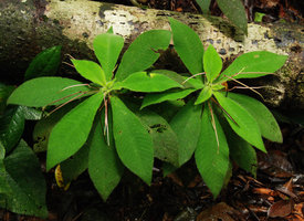 Codonoboea quinquevulnera, green iridescence of the leaves, Selangor, Malaysia