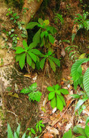 Codonoboea quinquevulnera, shade avoidance through everlasting  elongation of the base of the leaf blades, Cameron Highlands