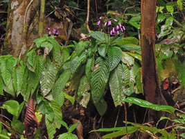 Henckelia sp., population, Kenyir lake, Malaysia