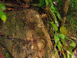 Codonoboea sp., roots clinging on the rock surface, Kenyir lake, Malaysia