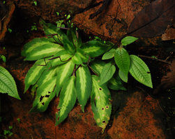 Codonoboea tiumanica, leaf and capsule detail, Tioman, Malaysia