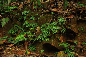 Codonoboea tiumanica, population on a vertical earth and rock bank, Tioman, Malaysia