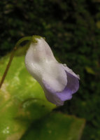 Codonoboea tiumanica, young flower detail