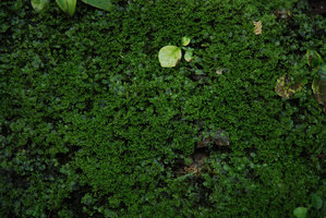 Hépatique sur rocher suintant, Taroko, Taiwan