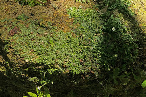 Heptanthus lobatus carpeting a rock with mosses and liverworts,  just above the river bed, Las Terrazas, Cuba