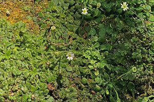 Heptanthus lobatus, leaf rosettes and inflorescences, Las Terrazas, Cuba
