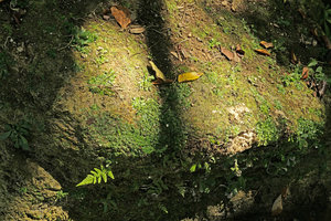 Heptanthus lobatus on its mossy rock habitat just above river bed, Las Terrazas, Cuba