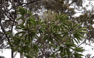 Heptapleurum angiense, leaves and terminal inflorescenceAnggi Lakes 2000 m asl, Arfak Mts, West Papua