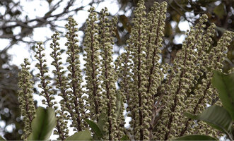 Heptapleurum angiense, main inflorescence axes, each bearing secondary thin short lateral axes ending in umbellate small flowers at anthesis, Anggi Lakes 2000 m asl, Arfak Mts, West Papua