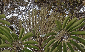 Heptapleurum angiense, monocaulous small tree ending in much branched inflorescences, Anggi Lakes 2000 m asl, Arfak Mts, West Papua