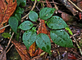 Heptapleurum cf. arfakense, leaf of a young individual, Anggi Lakes, Arfak Mts, West Papua