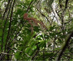 Heptapleurum cf. arfakense, small epiphytic shrub with many basal stems, Anggi Lakes, 2000 m asl, Arfak Mts, West Papua