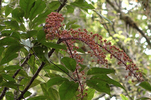 Heptapleurum cf. arfakense, terminal inflorescence axes, Anggi Lakes, Arfak Mts, West Papua