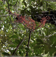Heptapleurum cf. arfakense, terminal paniculate inflorescences, Anggi Lakes, Arfak Mts, West Papua