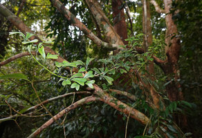 Heptapleurum emarginatum as a small low bushy epiphyte, an individual with deeply emarginate leaflets, Sinharaja, Sri Lanka
