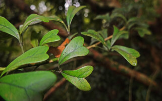Heptapleurum emarginatum as a small low bushy epiphyte with emarginate leaflets, Sinharaja, Sri Lanka