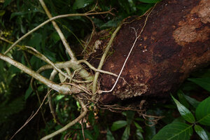 Heptapleurum emarginatum, rooted base as a small shrubby epiphyte, Sinharaja, Sri Lanka