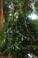 Heptapleurum (syn. Schefflera) avene as a low epiphyte mixed with a climbing Freycinetia, Mt Kinabalu, 1600 m asl, Sabah, Borneo