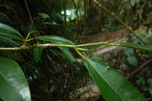 Heptapleurum (syn. Schefflera) avene, characteristic long free ligular leaf sheath, Mt Kinabalu, 1600 m asl, Sabah, Borneo