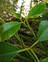 Heptapleurum (syn. Schefflera) avene, expanded ligular part of the sheathing leaf base, Mt Kinabalu, 1600 m asl, Sabah, Borneo