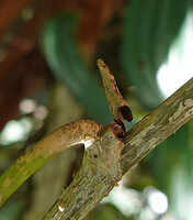Heptapleurum (syn. Schefflera) avene, necrosis and shedding of the upper part of the hollowed ligule, Mt Kinabalu, 1600 m asl, Sabah, Borneo