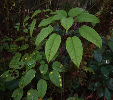 Heptapleurum wrayi, adult three dimensional leaf , Cameron Highlands, Malaysia