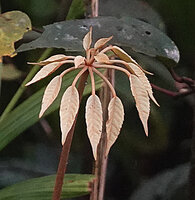 Heptapleurum wrayi, three dimensional leaf with spiral sequential leaflet development, the youngest appearing at the top of the initiation zone at the apical part of the petiole, Cameron Highlands, Malaysia