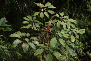 Heptapleurum wrayi with terminal branched inflorescence , Cameron Highlands, Malaysia