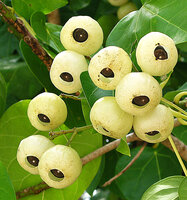 Hernandia nymphaeifolia, fruits with the central black nut enveloped by a large whitish fleshy, involucral cupule, Havelock, Andaman Islands