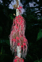 Herrania mariae, Ecuador