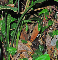 Hestia longifolia, nodding infructescences, Bukit Larut, Malaysia