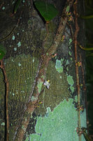 Heteroblemma alternifolium, cauliflory, Sukau, Kinabatangan, Sabah, Borneo