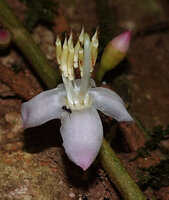 Heteroblemma alternifolium, flower at anthesis, Danum Valley, Sabah, Borneo