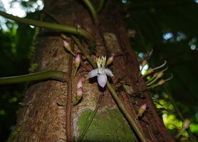 Heteroblemma alternifolium, flowers along the defoliate stem fixed by small adventitious roots to the host tree trunk, Danum Valley, Sabah, Borneo