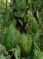 Heteroblemma (syn. Medinilla) alternifolium, leaves, Gunung Mulu NP, Sarawak, Borneo