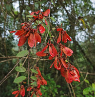 Heteropterys brachiata, fruiting branch with many bright red winged samaras, Mountain Pine Ridge Forest Reserve, Belize