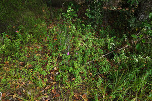 Heterotis rotundifolia creeping and rooting on seasonnally water logged sandy soil in Erica mafiensis habitat, Ngezi FR, Pemba, Tanzania