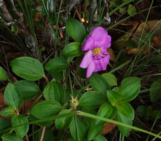 Heterotis rotundifolia, Ngezi FR, Pemba, Tanzania