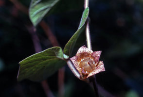 Hewittia sublobata, dry sepals surrounding the capsular fruit, Trivandrum, India