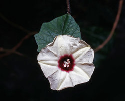 Hewittia sublobata, Trivandrum, India