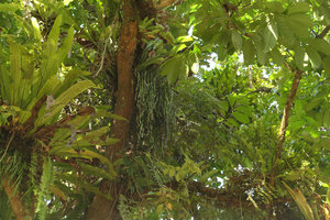 High diversity and dense covering of branches of a single tree by epiphytic species belonging to Aspleniaceae, Davalliaceae, Polypodiaceae, Ophioglossaceae, Orchidaceae, Gesneriaceae, Ericaceae, Urticaceae, Putao, Kachin, Myanmar