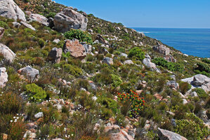 High diversity of flowering plants among the boulders, Hermanus, Western Cape, South Africa