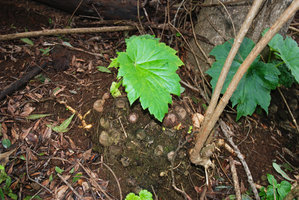 Hillebrandia sandwicensis, stump base with dormant tuberised bases of old stems, Koke&#039;e, Kauai, Hawaii