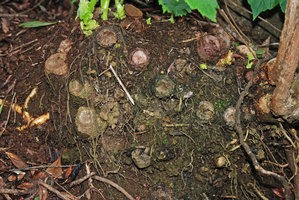 Hillebrandia sandwicensis, stump base with new shoots emerging from the tuberised bases of old stems, Koke&#039;e, Kauai, Hawaii