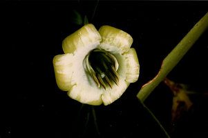 Hillia illustris, close up, Nouragues, CNRS field station, French Guyana