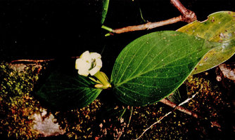 Hillia illustris, Nouragues, CNRS field station, French Guyana