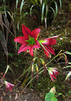 Hippeastrum machupijchense habit, leafless and flowering during the dry season, August, Inkaterra Machu Pichu, Peru
