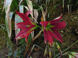 Hippeastrum machupijchense, lateral view of flowers, Inkaterra Machu Pichu, Peru